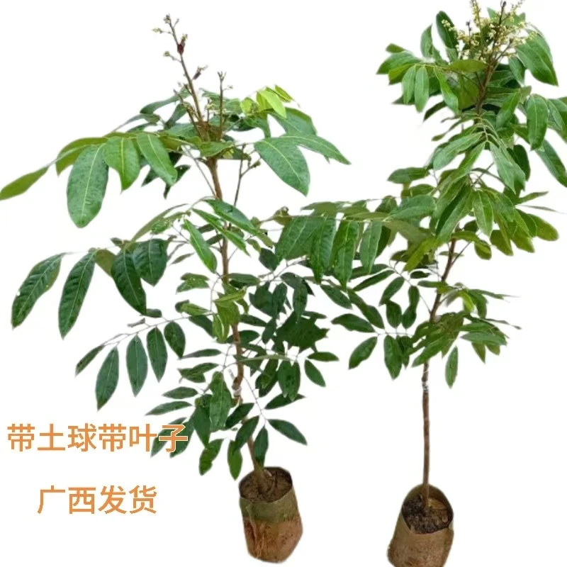 石夹，四季密，储量龙眼