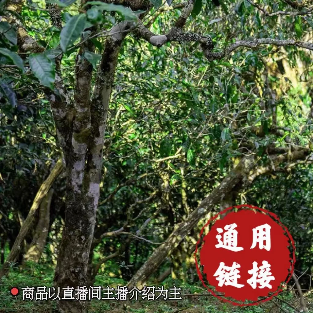 sy八角亭·上新了故宫 薄荷普洱生茶普洱茶通用链接 1