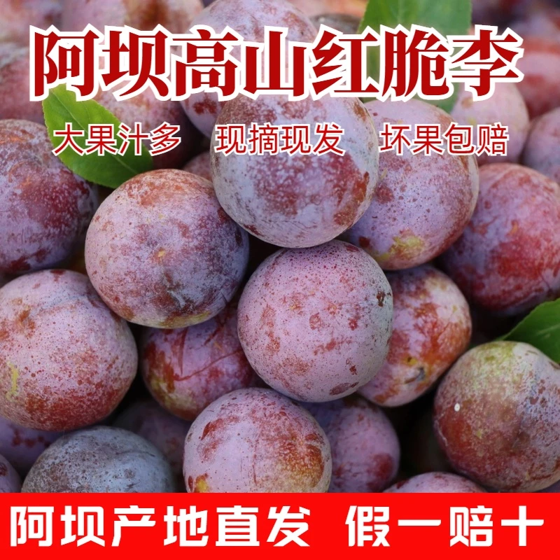［顺丰包邮］四川阿坝州高山脆红脱骨李子新鲜现摘晚熟纯甜水果阿伟