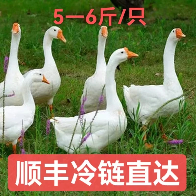 【粉丝专享】散养大白鹅5-6斤/只谷物喂养高营养冷链发货【含内脏】