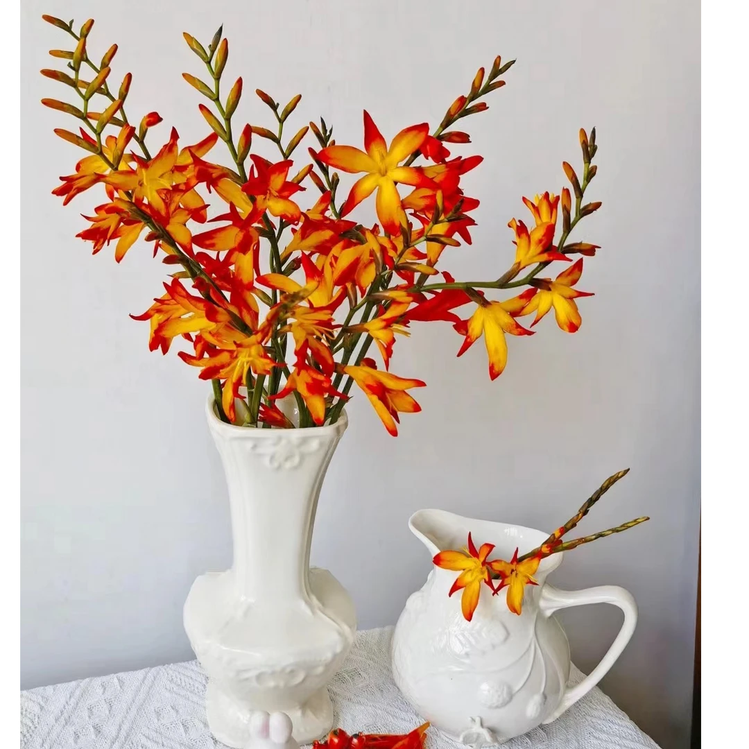 【不晚鲜花】严选高品质火焰兰