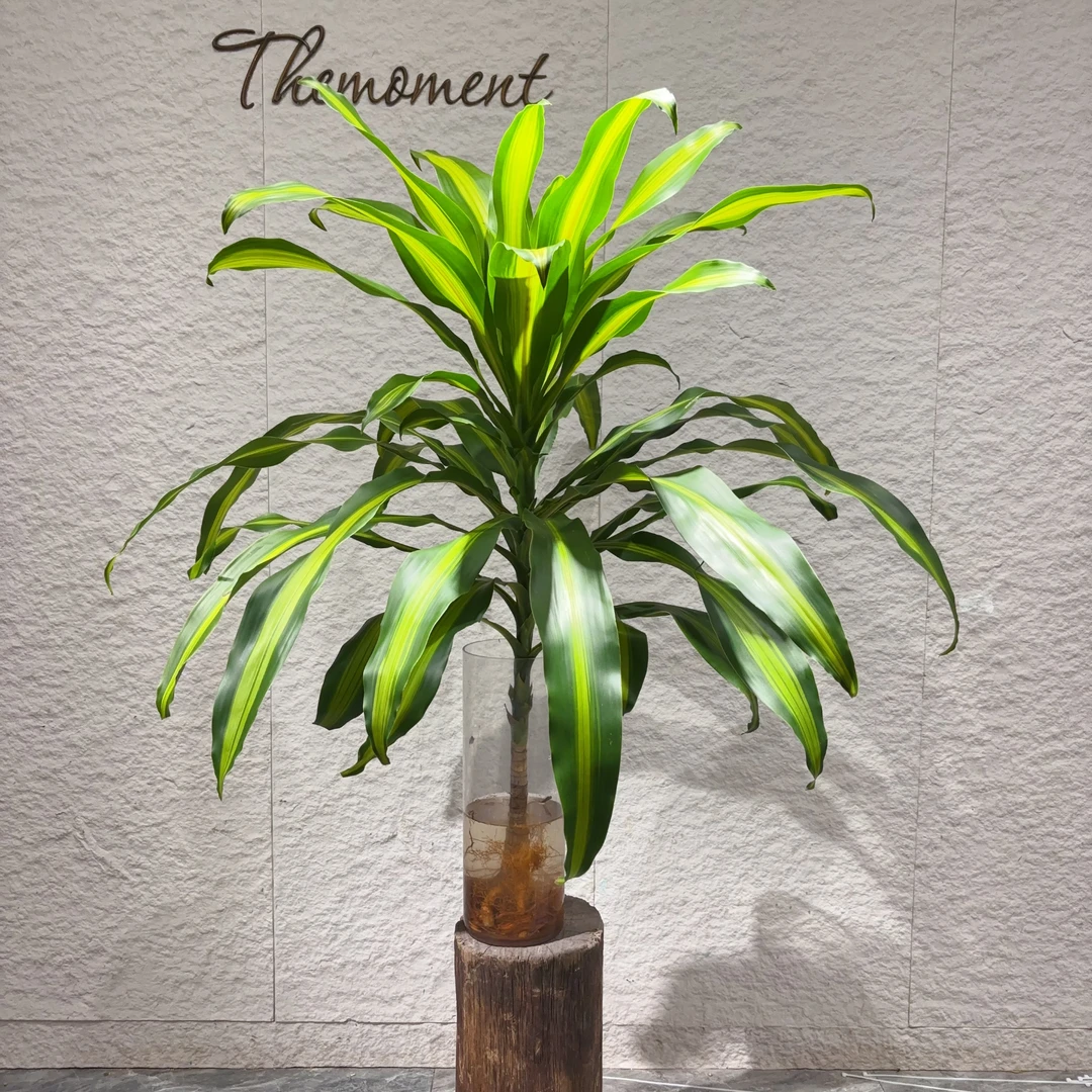 【不晚鲜花】严选高品质水培绿植巴西铁