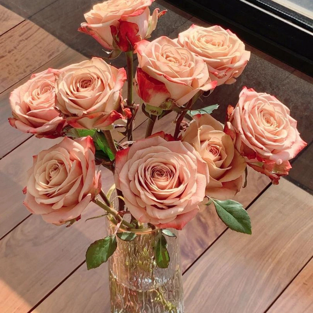 【卡布奇诺玫瑰】 全场任意三单升级空运可分开下单 云南基地直发