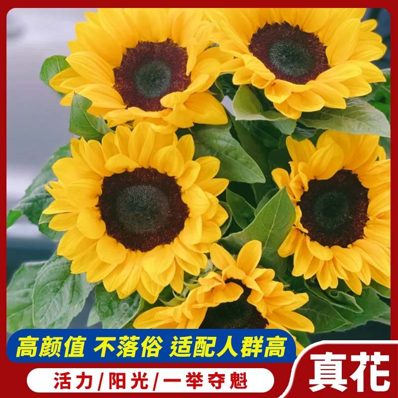 【向日葵太阳花】 全场任意鲜花三单升级空运可分开下单