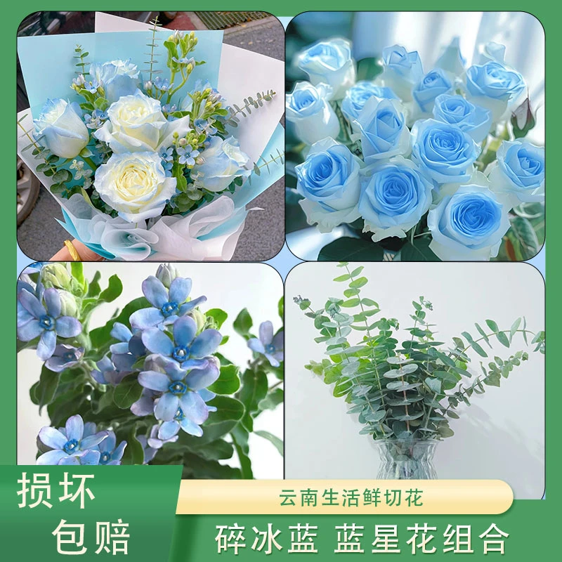 【碎冰蓝蓝星花组合】云南鲜切花 高品质生活瓶插花 玫瑰花束鲜花