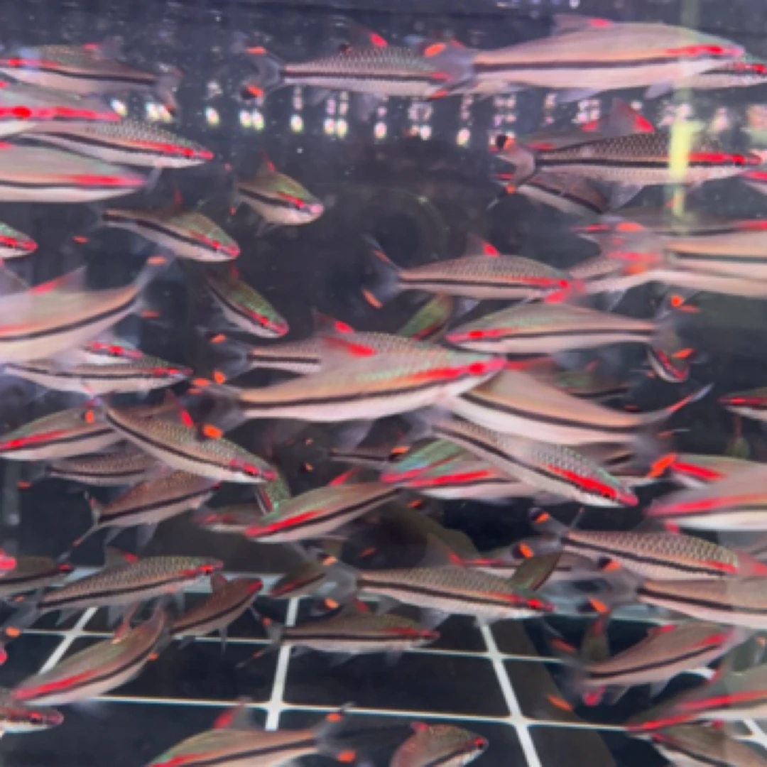 美杜莎甄选一眉道人热带观赏鱼活体淡水鱼群游好养适合草缸