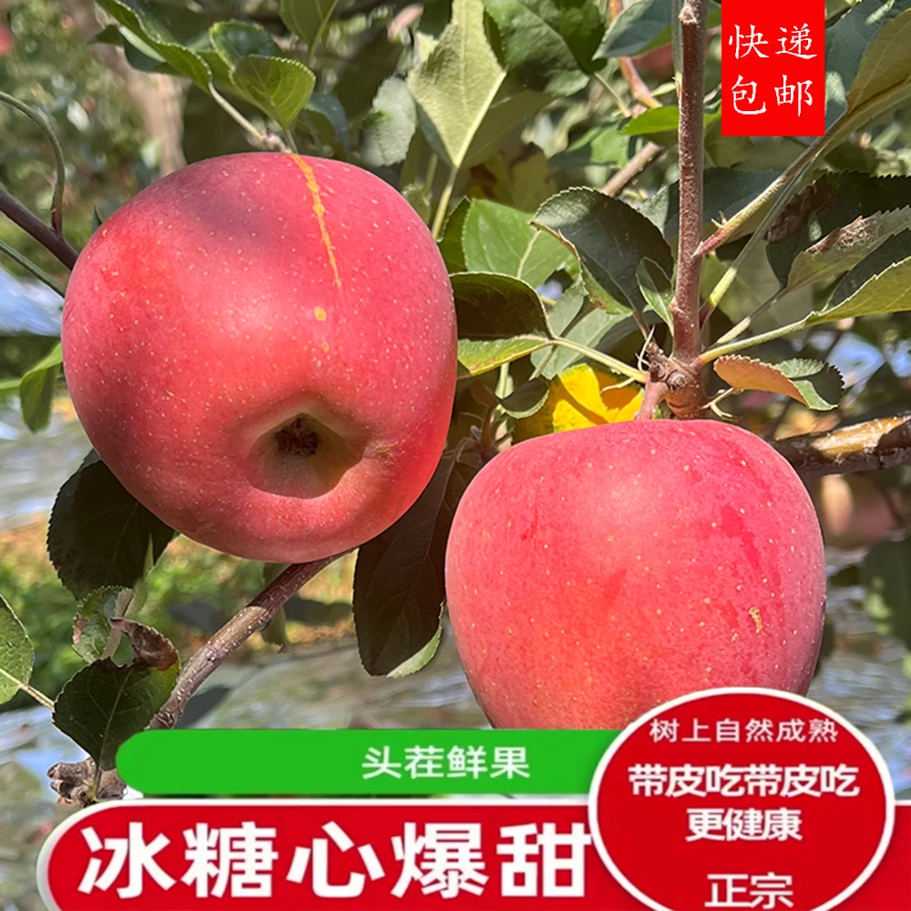 云南昭通丑苹果红富士冰糖心苹果现摘现发脆甜多汁应季水果（专属）