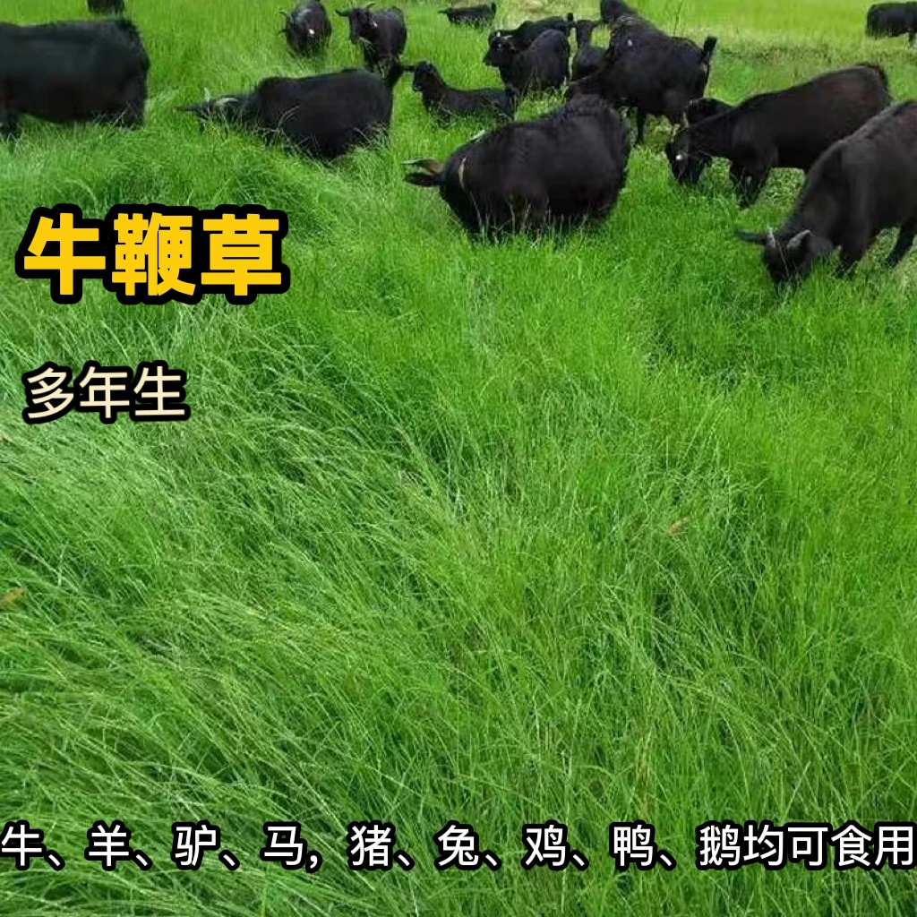 牛鞭草种子 牧草种子 优质牧草种子 牛、羊、兔的优质饲料多年生