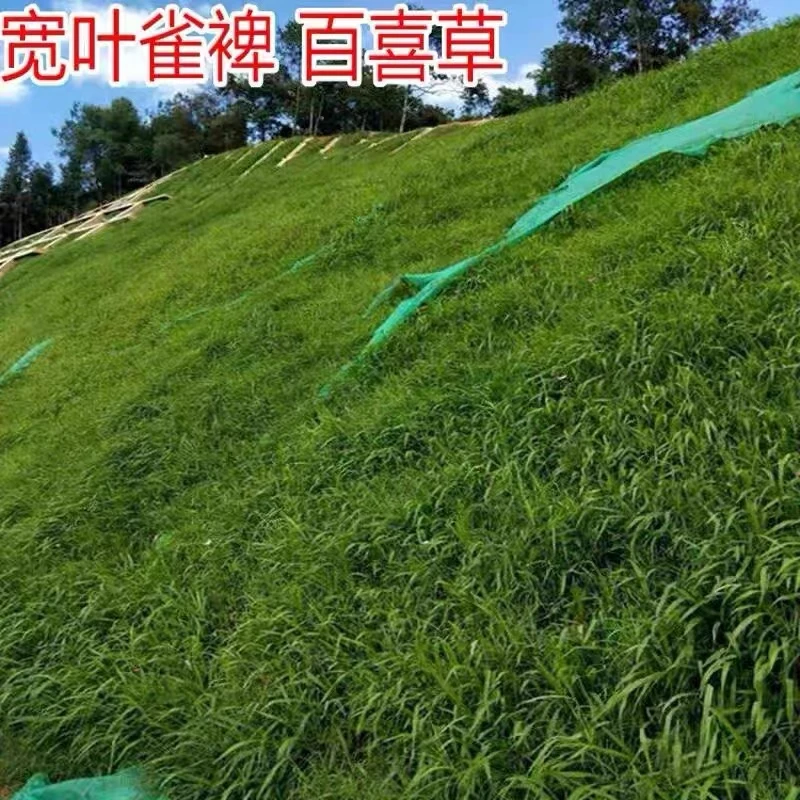 宽叶雀裨 雀裨 裨草种子 牧草种子 护坡种子 耐盐碱 雀叶稗种子