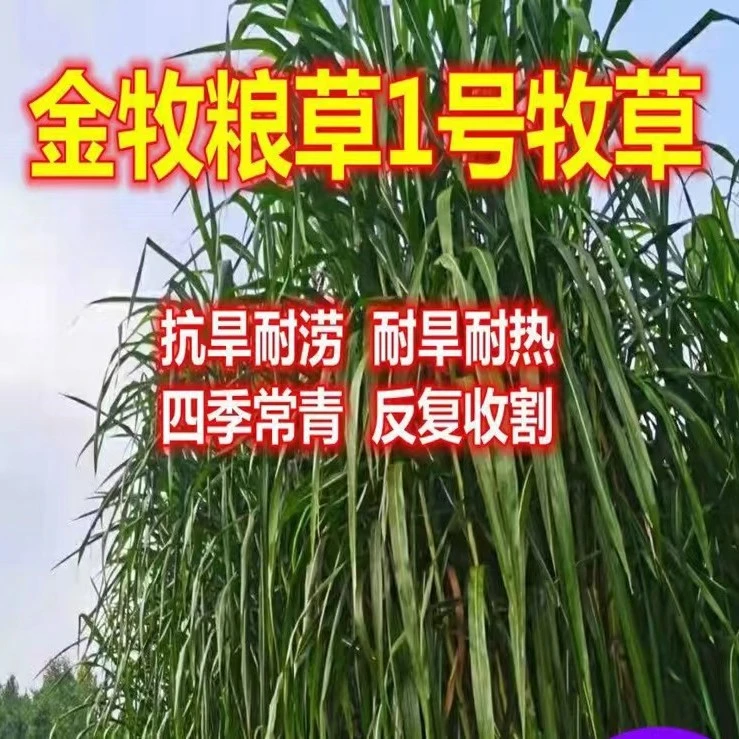 四季种植金牧粮梁草甜象草种节多年生耐寒高产种籽养殖牛羊猪