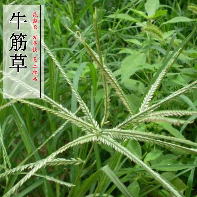 牧草种子 牛筋草 野草老驴拽护坡绿化混合再生草籽种植 杂草花期