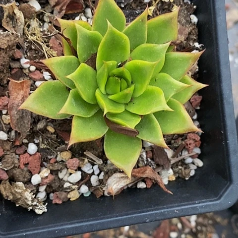 N****゛多肉植物保护研究所