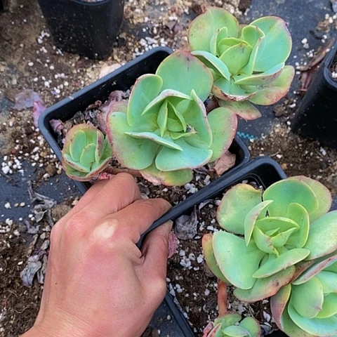 N****゛多肉植物保护研究所