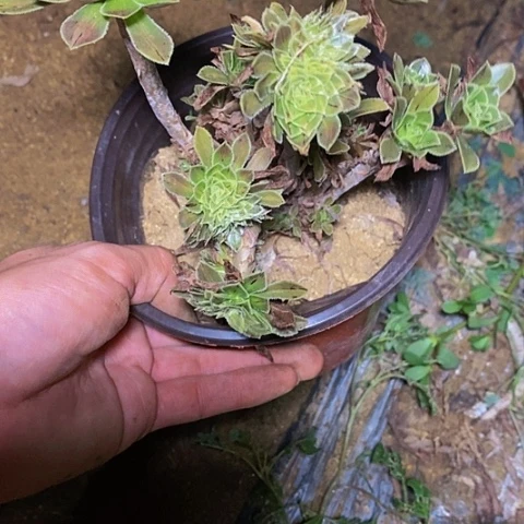 三**颜多肉植物保护研究所