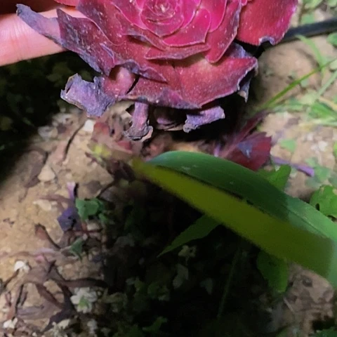 N****゛多肉植物保护研究所