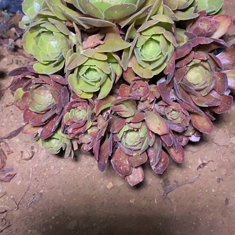 沐**渔多肉植物保护研究所