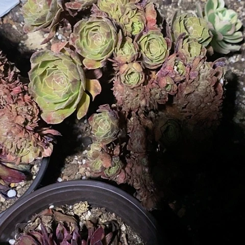 依*多肉植物保护研究所