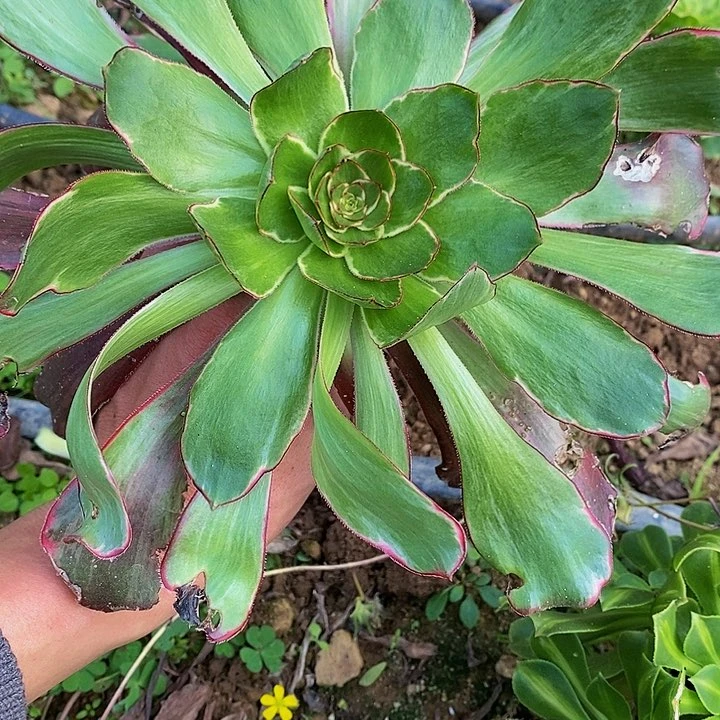 潇**洒多肉植物多肉植物多肉