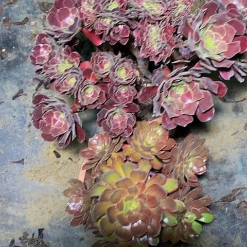请***爷多肉植物保护研究所