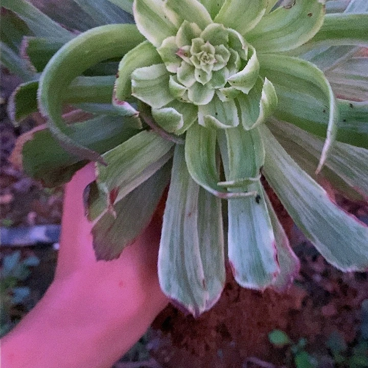 N****゛多肉植物保护研究所