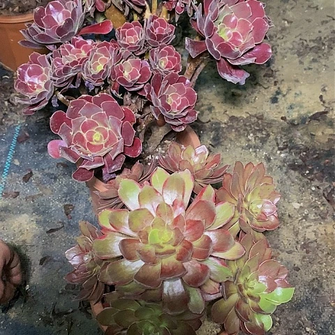曼**华多肉植物保护研究所