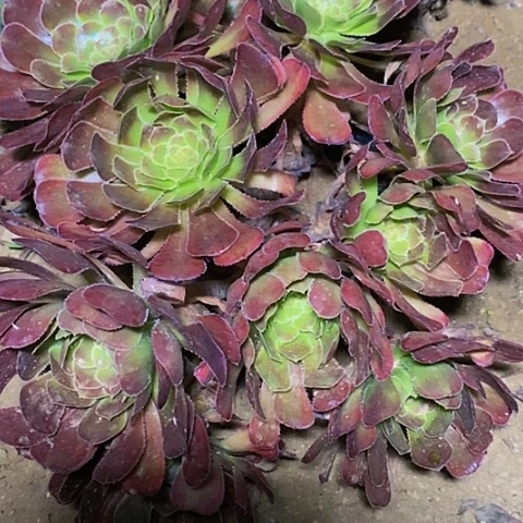 N****゛多肉植物保护研究所