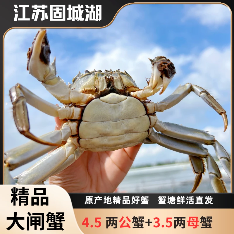 【活蟹】精品大闸蟹 3.5两母蟹+4.5两公蟹8/10只湖源头甄选