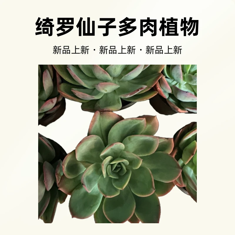 绮罗仙子（多肉）室外养殖