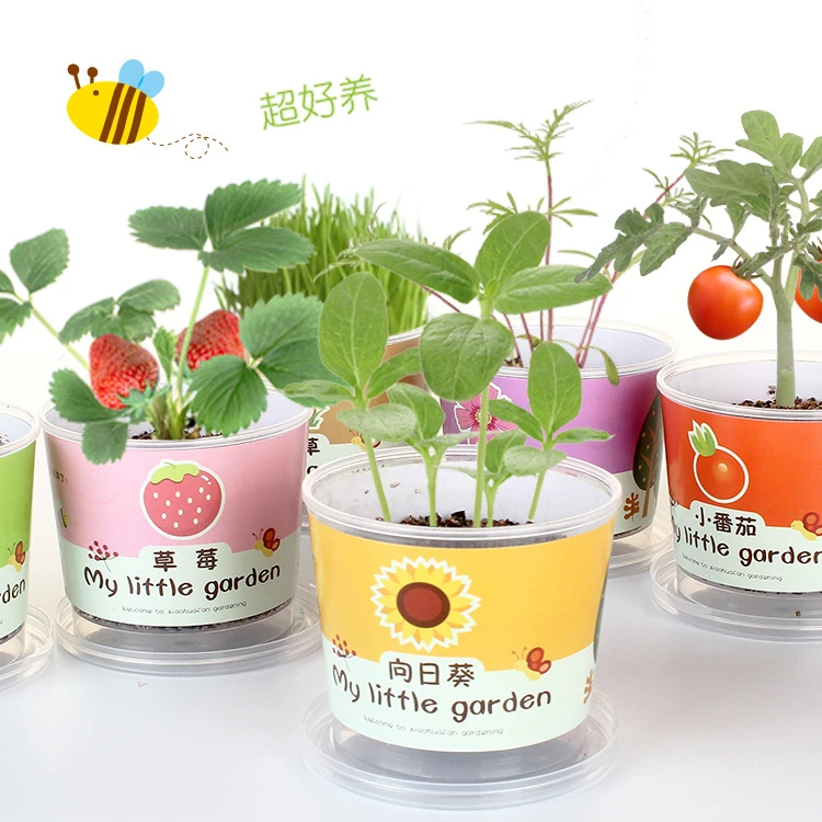 儿童种植小盆栽番茄幸运草花种随机6种肥料营养土