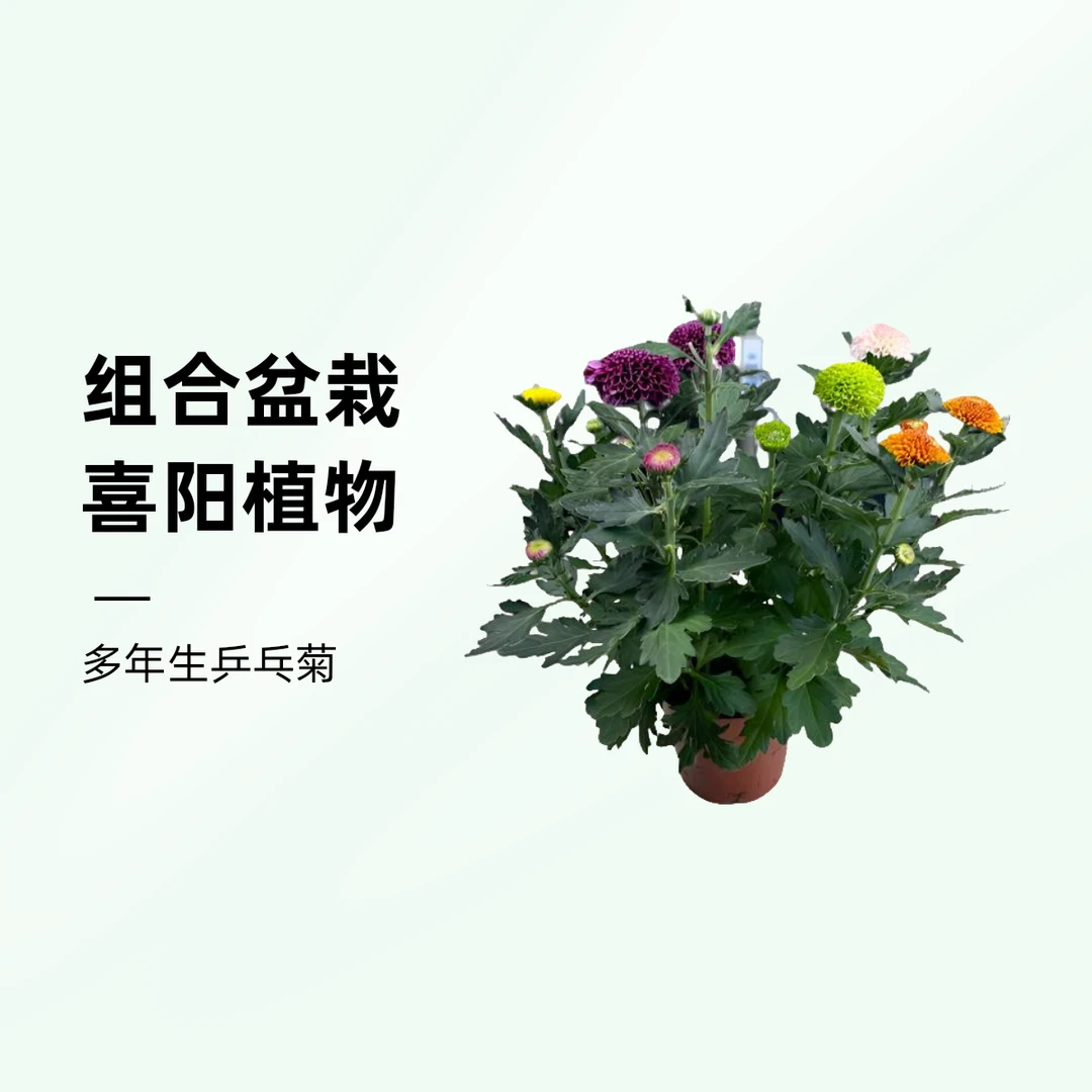 乒乓菊（多年生 喜阳 ）