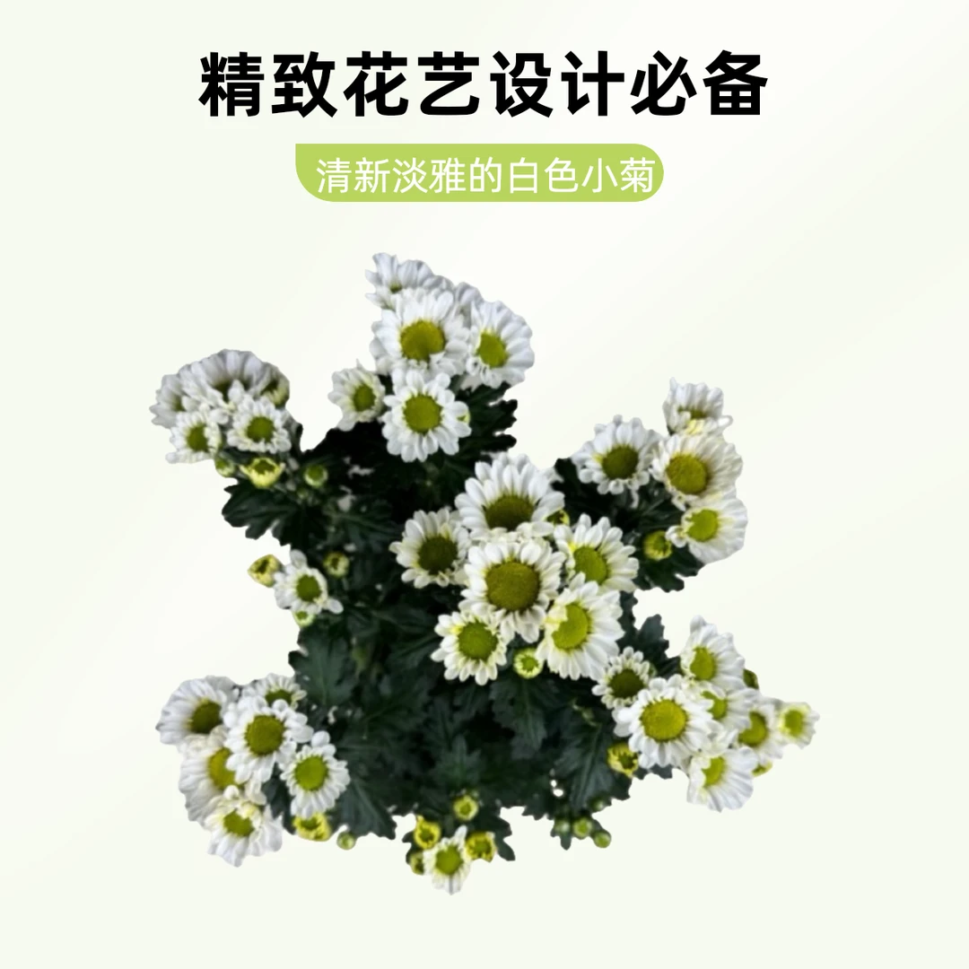 荷兰菊（多年生，喜光）