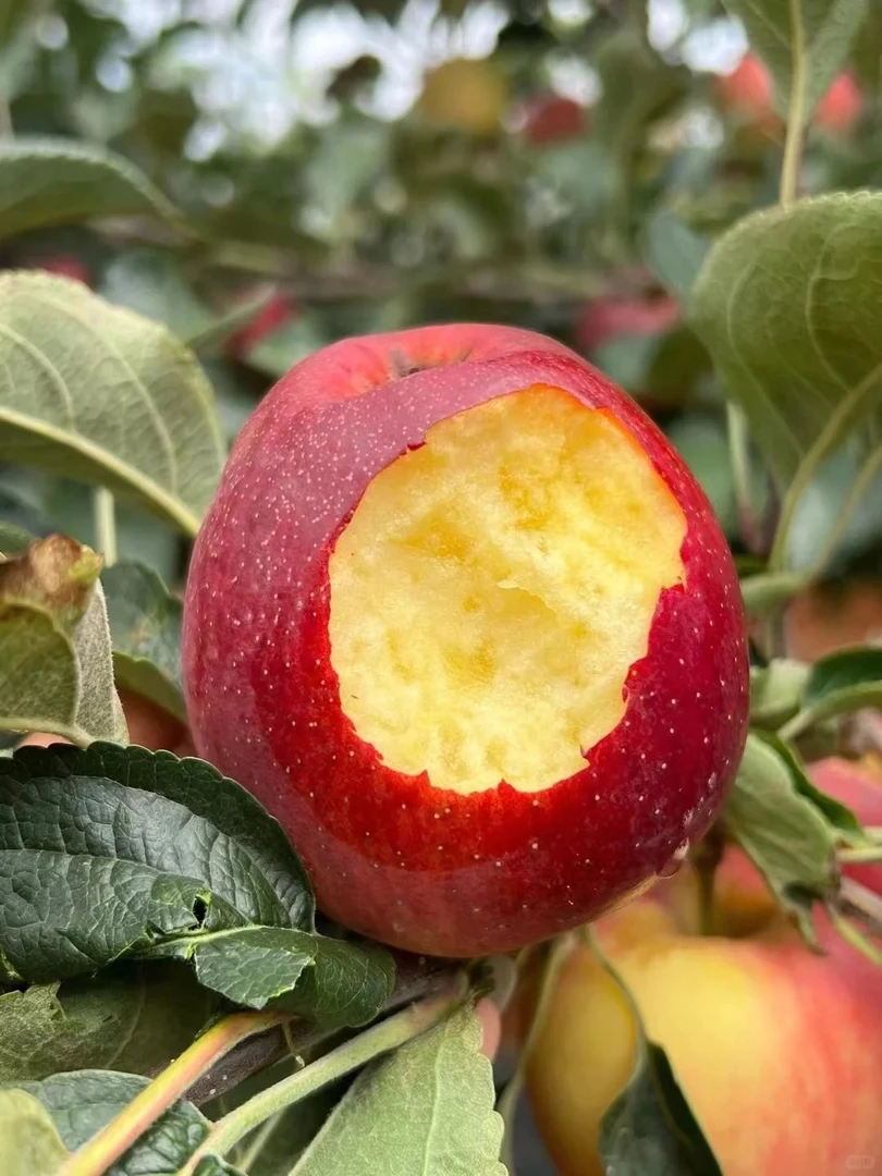 云南昭阳红露苹果约 礼盒包装