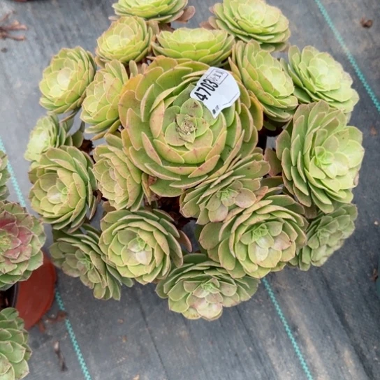 开**好4703万圣节4704万拉丝两颗