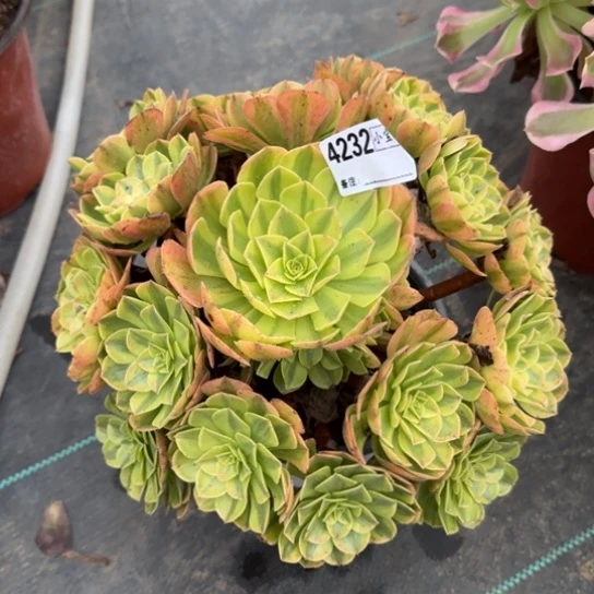 雪*意4232雨荷多肉多肉