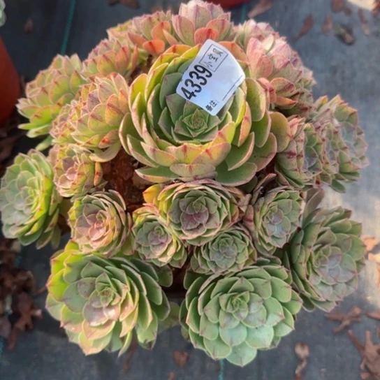 ?****4339万拉丝多肉多肉