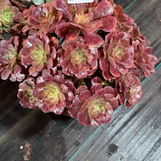 妞**贝5176多肉烟花多肉多肉