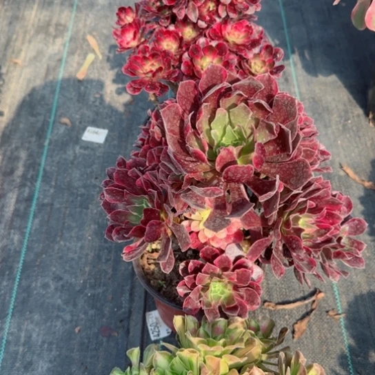 云**轻4436圆叶超白金丝雀韶华三颗