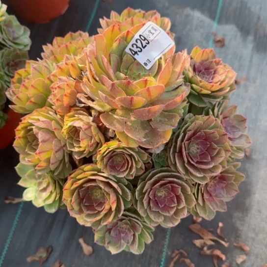 陌***n4329万拉丝多肉多肉