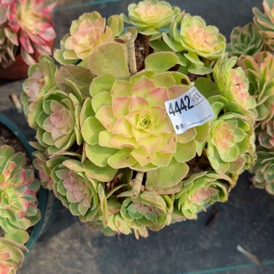 用****54442雨荷多肉多肉