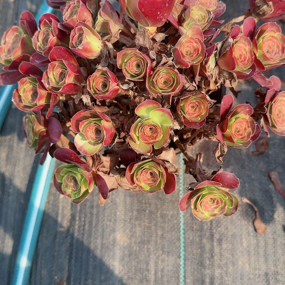 O***花3388魅金多肉多肉