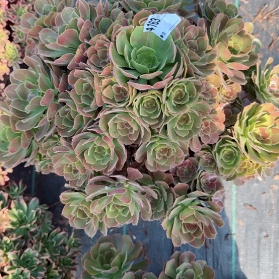 野*牛4163雅典娜多肉多肉