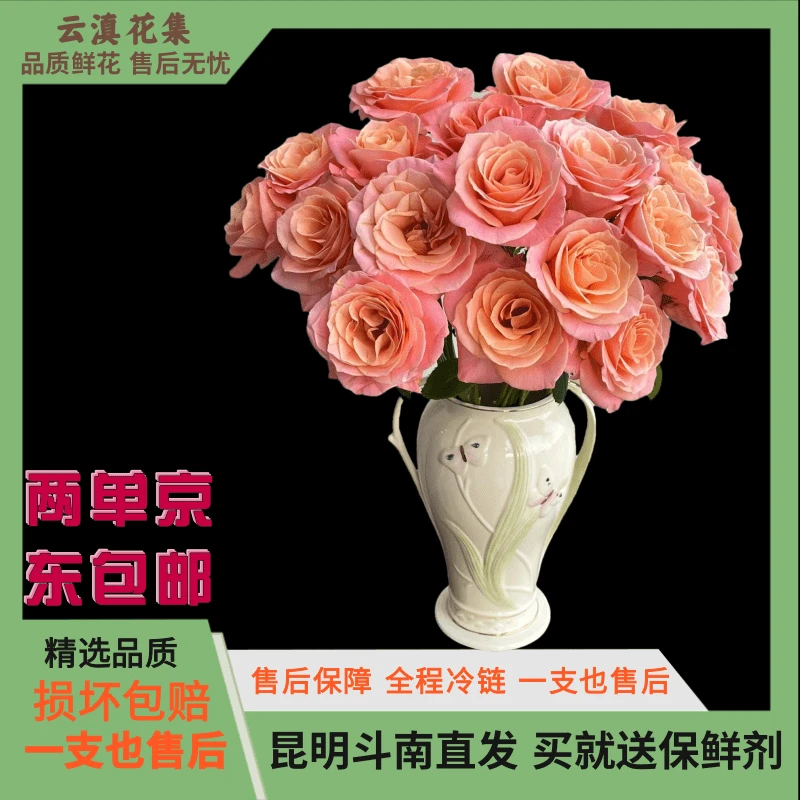 【云滇花集】京东到家AB级猪小姐单头玫瑰  任意两单包邮渐变色玫瑰