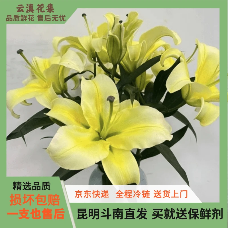 【云滇花集】黄天霸大花苞香水百合鲜花