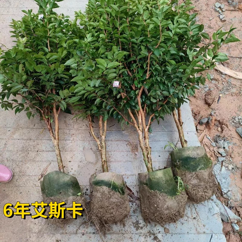 四季红妃5年苗四季开花结果盆栽地栽室内种植当年结果果苗树木