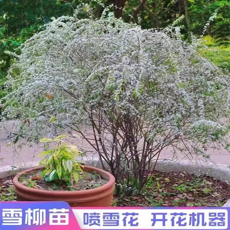 雪柳植物喷雪花苗盆栽花卉绿植珍珠梅绣线菊庭院阳台室内室外耐寒