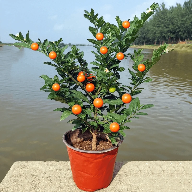 珊瑚樱盆栽冬珊瑚室内阳台盆栽珊瑚豆吉庆果开花观果四季花卉植物