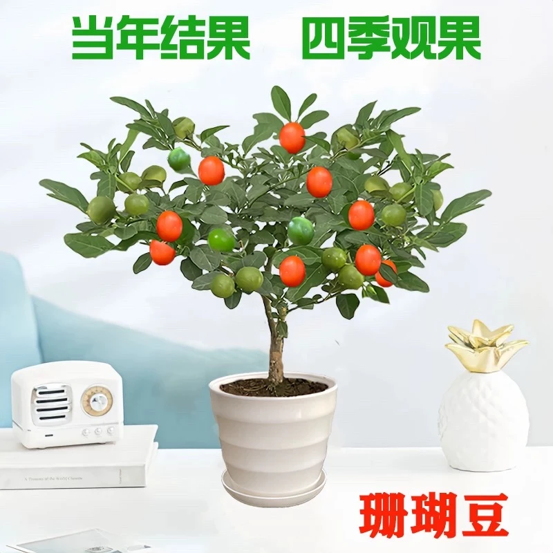 冬珊瑚吉庆果看樱桃红珊瑚豆耐寒多年生盆栽四季开花结果花卉植物