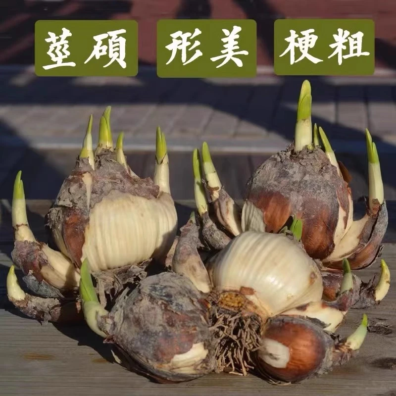 漳州水仙花种球冬季室内水培花卉种子珍藏级单瓣重瓣复瓣多花花王
