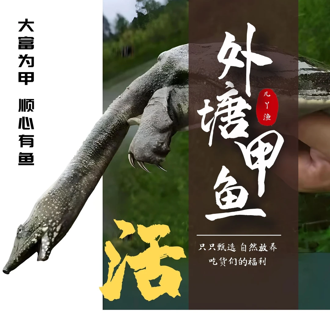 【活】外塘甲鱼新鲜活食用水产原产地生态活甲鱼嘉兴海盐放养团鱼
