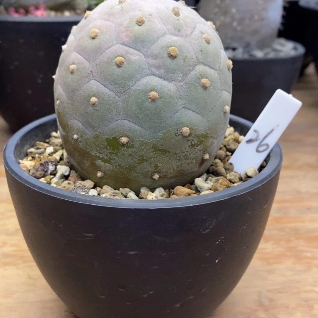 尹*.天功植物大型习治野